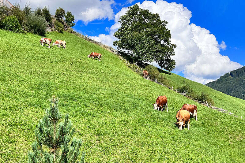 Kühe auf der Almwiese