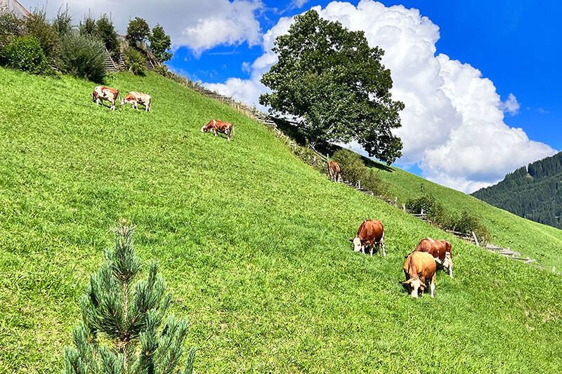 Kühe auf der Almwiese